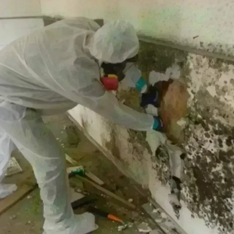 Mold Remediation and Removal in Auburn, KY